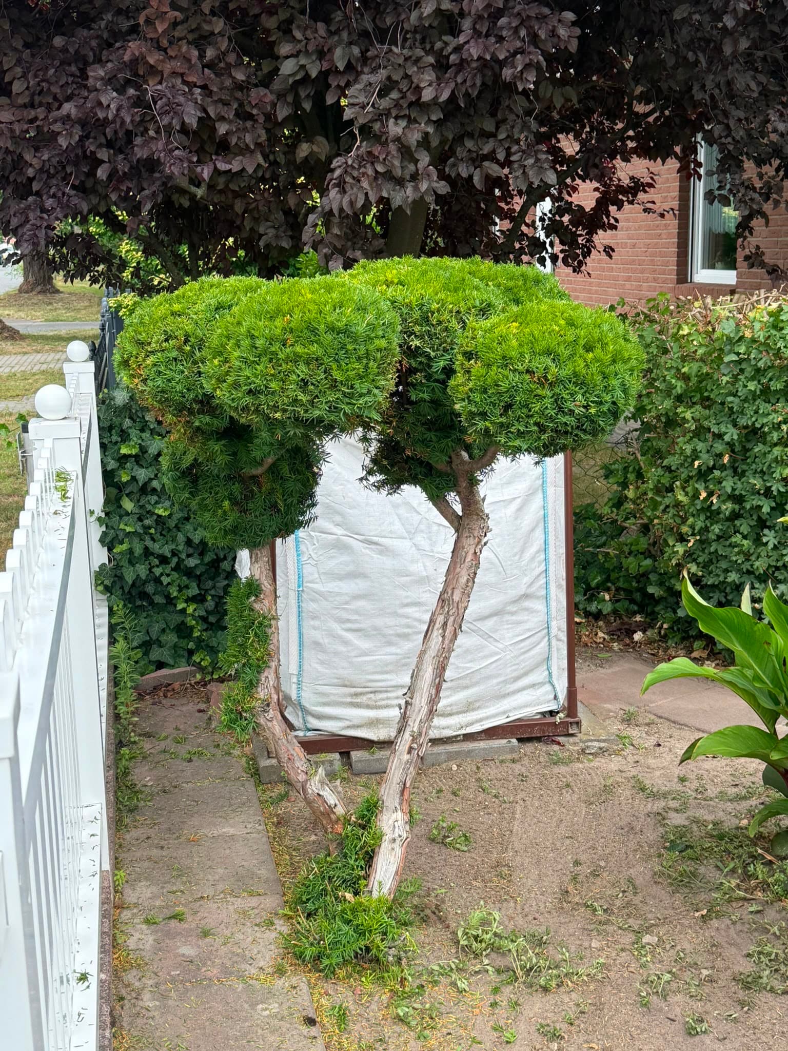 Eibe am Gartenzaun in Form gebracht: Zustand nach der Arbeit