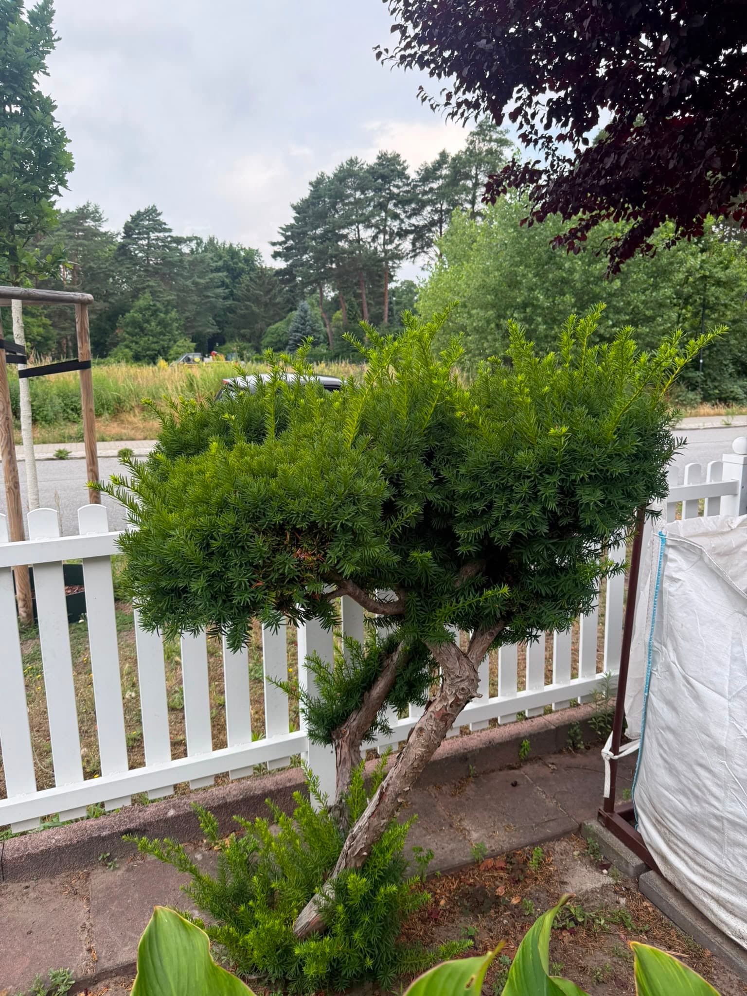 Eibe am Gartenzaun in Form gebracht: Zustand vor der Arbeit