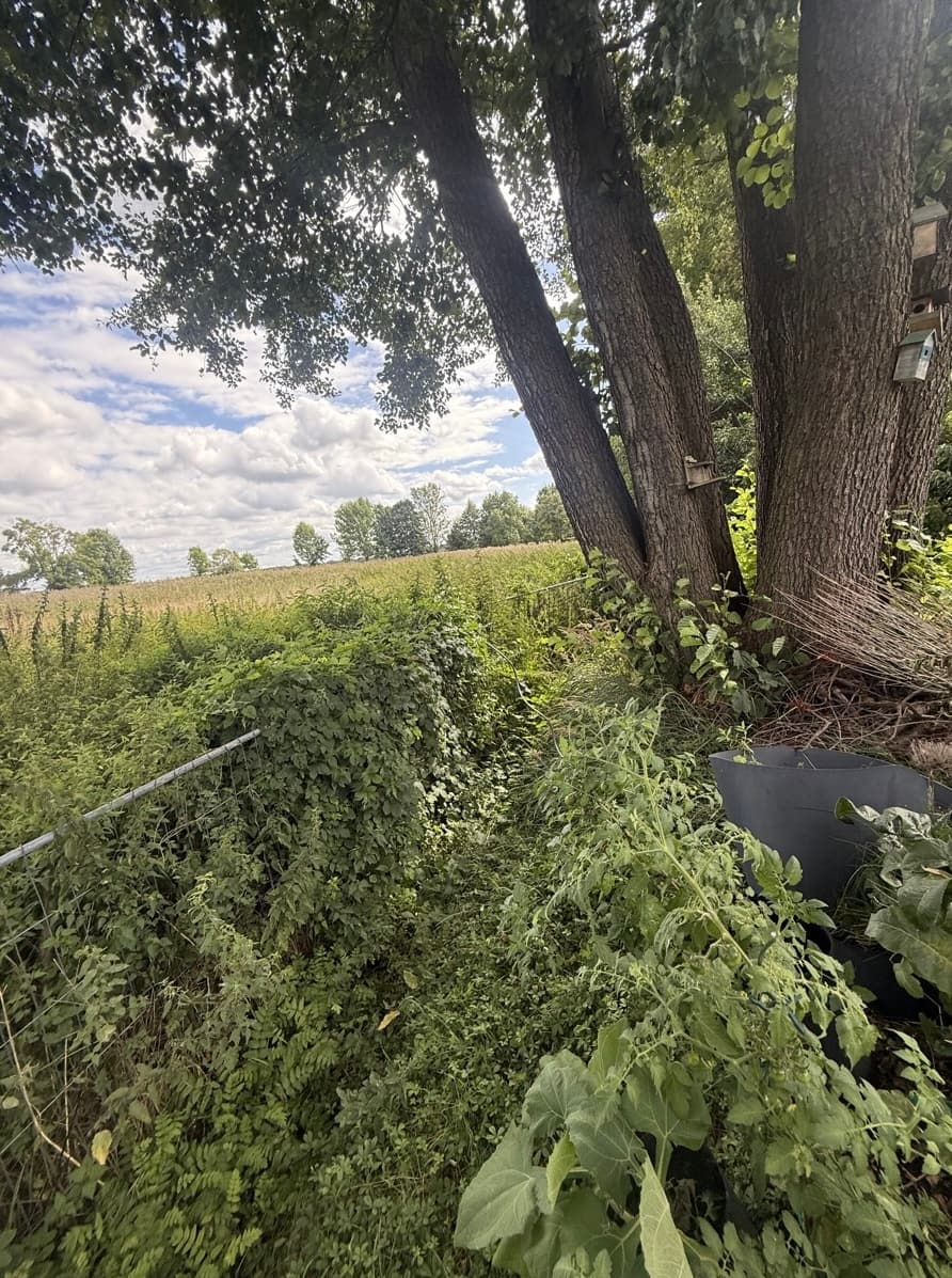 Feldrand unter dem Baum freigeschnitten: Zustand vor der Arbeit