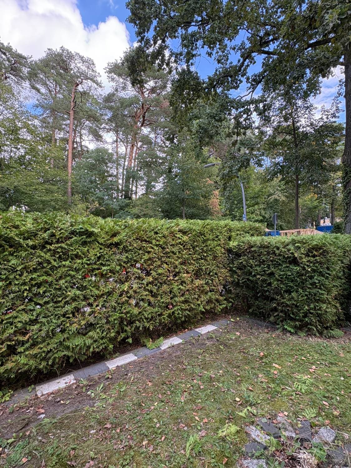 Hecke an der Grundstücksgrenze geschnitten: Zustand nach der Arbeit