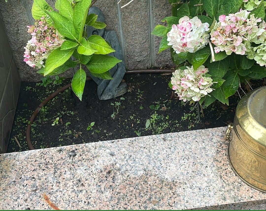 Hortensienbeet an der Treppe gepflegt: Zustand vor der Arbeit