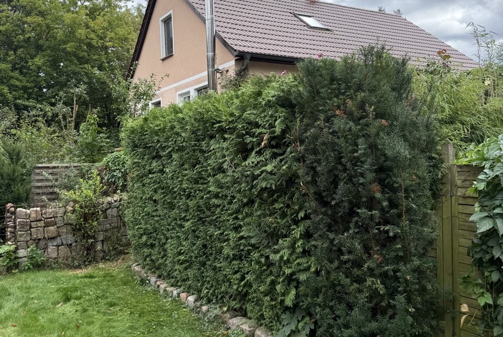 Thujahecke am Haus geschnitten: Zustand nach der Arbeit