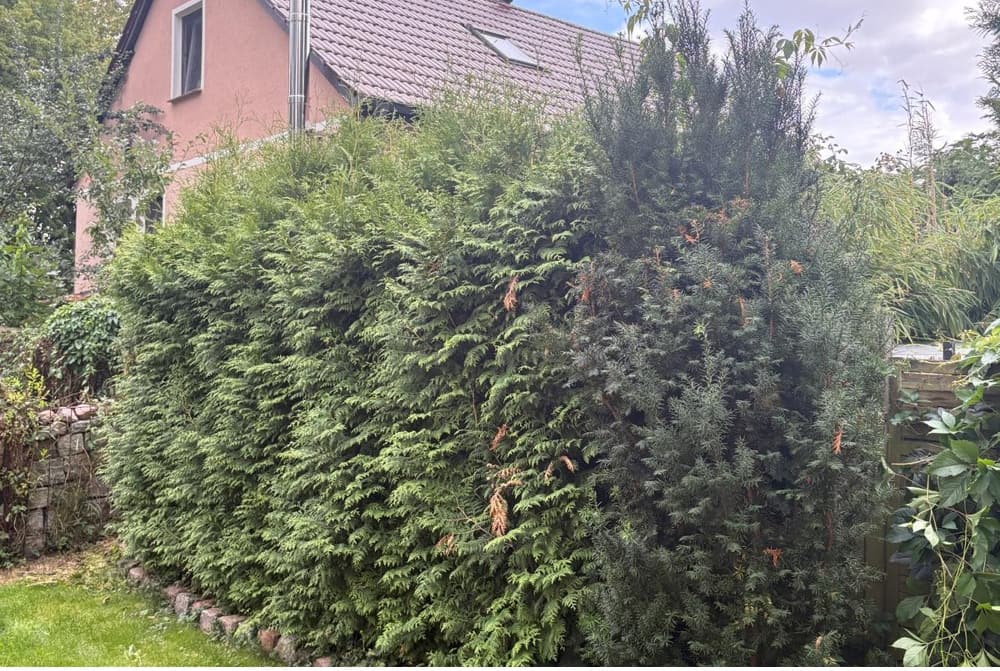 Thujahecke am Haus geschnitten: Zustand vor der Arbeit