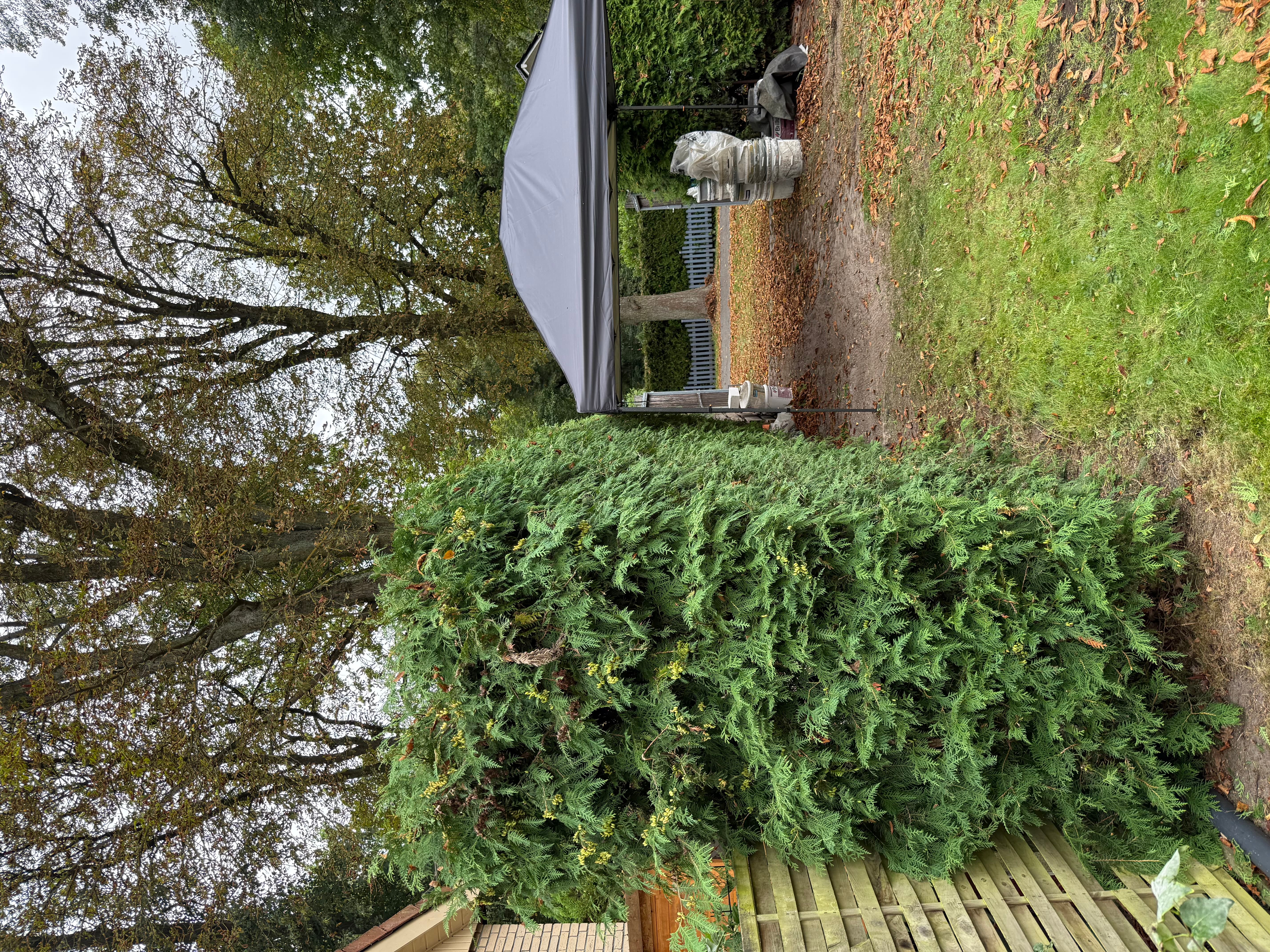 Thujahecke am Carport geschnitten: Zustand nach der Arbeit