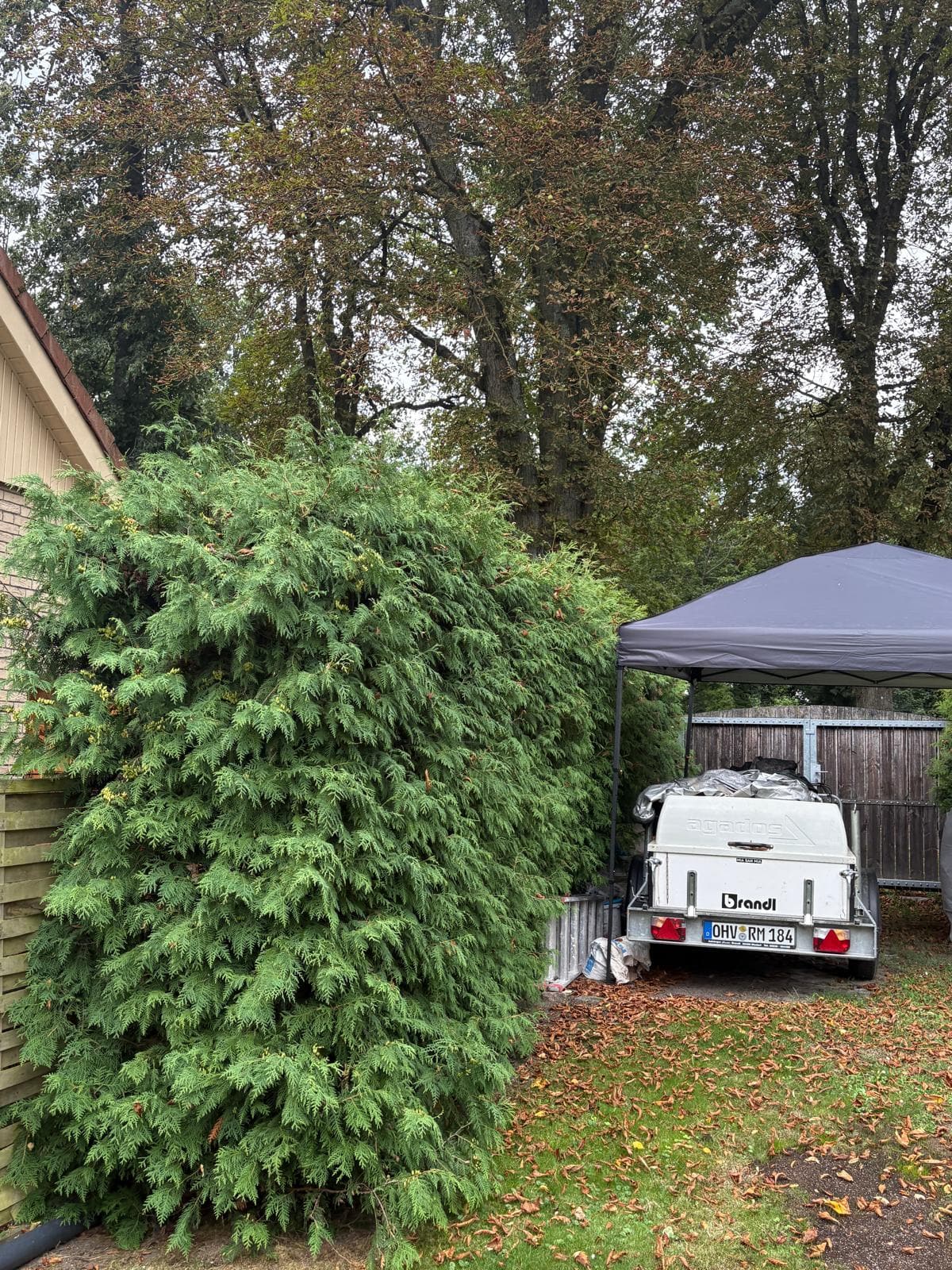 Thujahecke am Carport geschnitten: Zustand vor der Arbeit